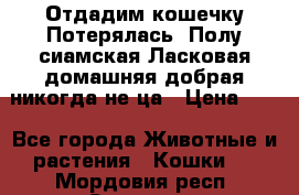 Отдадим кошечку.Потерялась. Полу сиамская.Ласковая,домашняя,добрая,никогда не ца › Цена ­ 1 - Все города Животные и растения » Кошки   . Мордовия респ.,Саранск г.